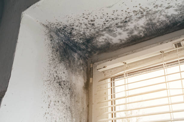 Affordable Hvac And Air Duct Mold Remediation solutions in Mears, MI
